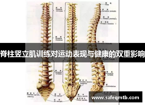 脊柱竖立肌训练对运动表现与健康的双重影响